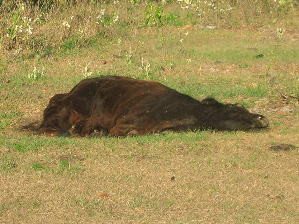 Foto ilustrativa de casos de Farra do Boi