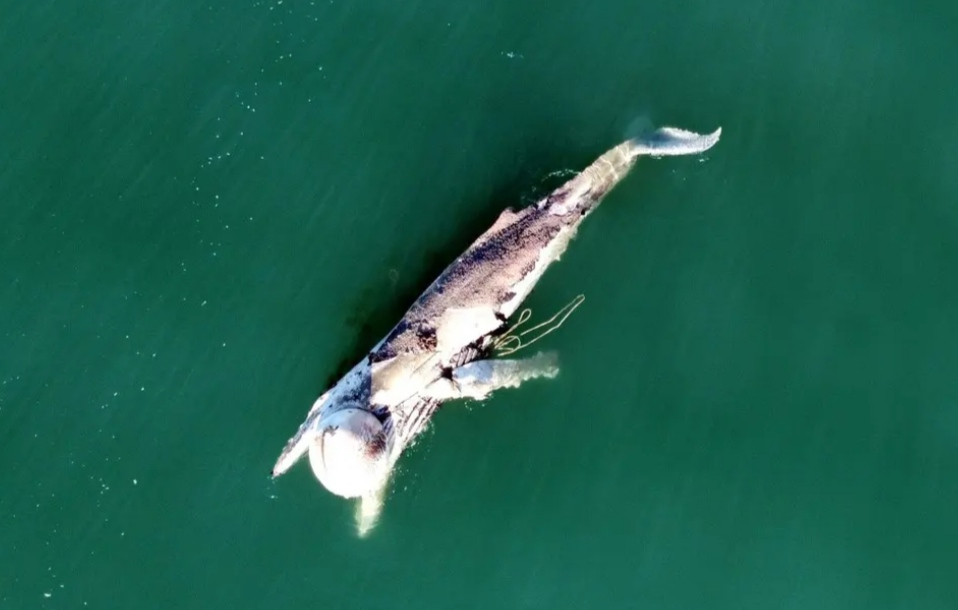 Foto da baleia morta no Pantano do Sul - R3 Animal