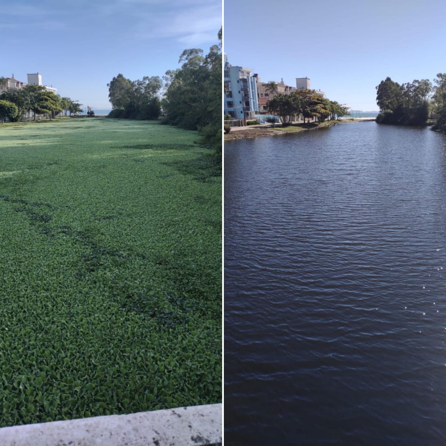 Limpeza no Rio do Brás remove mais de 260 toneladas de vegetação que  encobria a água - Portal Norte da Ilha